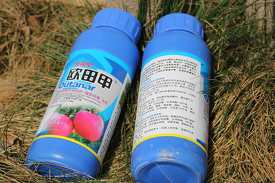 大樱桃品种(图),达贝妮大樱桃,大樱桃