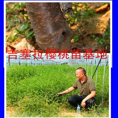 樱桃种苗/达贝妮樱桃苗价格_农副产品栏目_